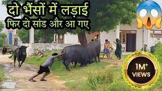 दो भैंसों में हुई भयंकर लड़ाई फिर दो सांड और आ गए #buffalo  #bullfight