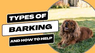 Types of Barking How To Identify and Handle