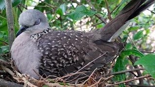 Mother Incubation in  Sleep Mode  bird nest  baby dove  Columbidae  Turtle dove