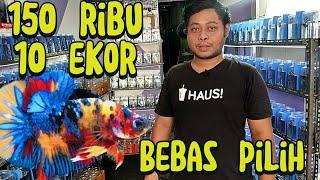 MULTI KOK MURAH MURAH DISINI? BURUAN DAH KALIAN SERBU SEBELUM KEHABISAN STOK  BANG AMIN PONDOK CABE