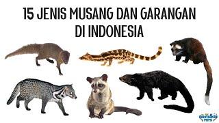 15 Jenis Musang dan Garangan Viverridae Herpestidae Prionodontidae di Indonesia