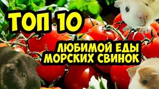 Морские свинки. Топ 10 любимой еды  SvinkiHotel