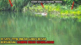 Mancing ikan gabus besar di sungai besar Gak Nyangka bisa mendapatkan ukuran sangat besar