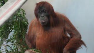 Denver Health Orthopedic Experts Help Hesty the Orangutan