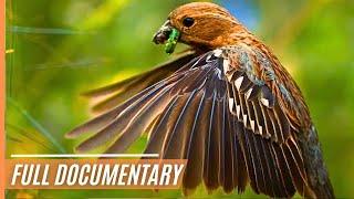 A Journey Through the Magical Wildlife of Chile  Full Documentary