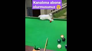 #101 #hayvanlar #hayvanlaralemi #kediköpek  #kedi #köpek #sevimlihayvanlar #evcilhayvanlar