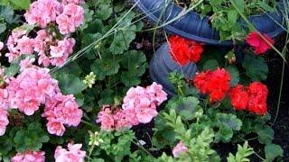 Hobi Bahçecilik - Sardunya Çiçeğinin Kış Hazırlığı Saksı Değişimi