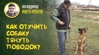 Как отучить собаку тянуть поводок? инструктор Андрей Курбатов