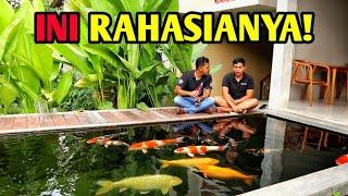 RESEP AGAR IKAN KOI CEPAT JUMBO DAN BULKY MESKIPUN PAKAN MURAH#koi #ikanhia#kolamikan