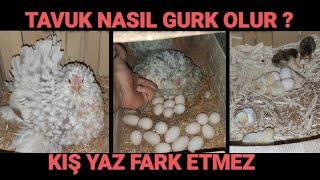 TAVUK HER MEVSİM GURK OLUR MU ? TAVUK NASIL GURK OLUR ?