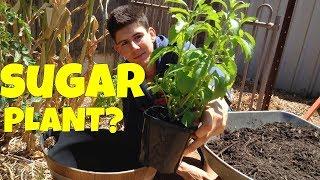 How to Grow Stevia Plants in Containers