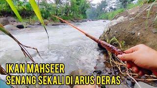 MANCING MAHSEER PAKAI UMPAN LUMUT TEHNIK PELAMPUNG#pandawa_mancing #mancing_mahseer