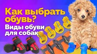 Как Выбрать обувь для собаки учитывая все нюансы  —  Рекомендации и советы из опыта 