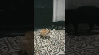 ekspresi dua kucing & ini yang terjadi #shorts