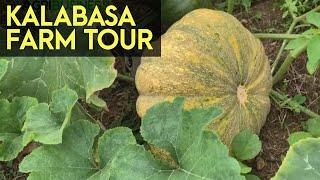Asian Pumpkin Farming and Harvesting Kalabasa Farm Tour  Agribusiness How It Works