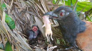 Always Hungry Baby Birds Are Wide Open for The Mothers Food