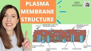 PLASMA MEMBRANE structure and function Phospholipid bilayer for A-level Biology. Fluid-mosaic model