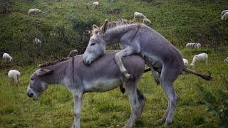 Super murrah donkey meeting first time