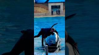 Orca encounter story #shorts #seaworld #viral #video #youtube #youtubeshorts