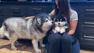 Malamute Meets New Puppy For The First Time Cutest Ever