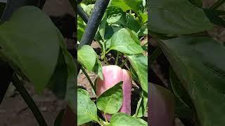 4th of July Purple Bell Peppers #Mississippi Garden  #frontyardgarden#growpeppers