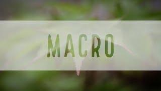 Try Macro Photography
