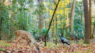 Deer Season Trail Cam Alabama