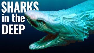 The Weird World of Deep Sea Sharks