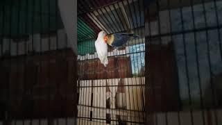 Parblueino into Albino red eyesPair #shorts #youtubeshort #lovebirds