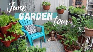 June Garden Tour  Growing on my 84 Sq Ft Balcony Garden