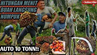 Panen Kelapa Sawit pokok tinggi menggunakan egrek