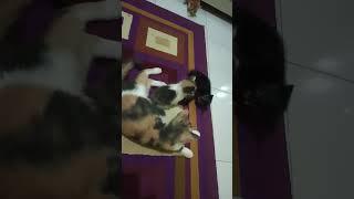 tingkah laku gemesin anak kucing