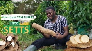 PROPAGATING WARE YAM THROUGH YAM SETTS YAM How to grow yam Rotundata  yam minisett yam in sacks