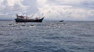 KAPAL JARING PUKAT CINCIN Menangkap Banyak Ikan Cakalang Laut Aceh  Ring Seine Nets