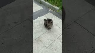 #shorts #cats #cat #catlover #catslovers #cute #trending #viral #funny #reels #love #keşfet #short