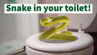 Watch a Mother and Daughter Discover a Snake in Their Toilet