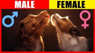 Surprising Differences Male VS Female Dogs