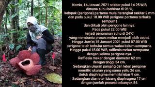 Puspa langka Rafflesia arnoldii  salah satu penghuni Taman Nasional Bukit Barisan Selatan TNBBS