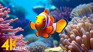 Aquarium 4K VIDEO ULTRA HD  Beautiful Coral Reef Fish - Relaxing Sleep Meditation Music #81