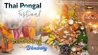 Thai Pongal Festival  Wandering තෛපොන්ගල්