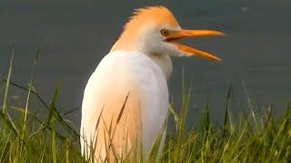 Cattle egret call sound & activities  Bird