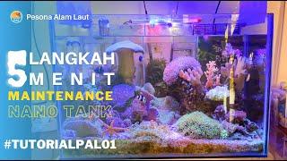 CARA MERAWAT AKUARIUM AIR LAUT VERSI PESONA HANYA 5 LANGKAH 5 MENIT  #TUTORIALPAL01