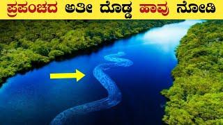 Worlds Biggest Snake  Amazon Forest Mystery Explained In Kannada  Think Forever