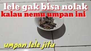 Dikira umpan biasa ampuhnya luarbiasa umpan lele galatama harian susah makan.