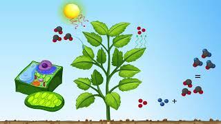 Was ist eigentlich CO2?