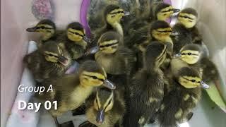 Mallard Duck Timelapse and Release