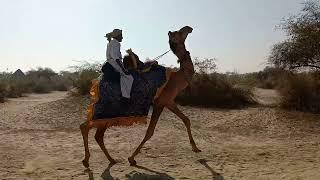 Camel rasing desert animals Camel 
