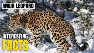 Amazing facts of Amur Leopard  Interesting Facts  The Beast World