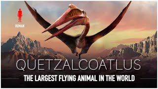 Quetzalcoatlus The Largest Flying Animal EVER to Live  Dinosaur Documentary