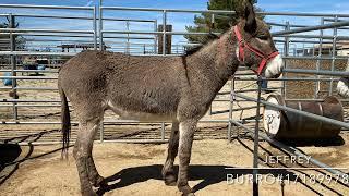 Jeffrey-6Y.O. BLM Burro